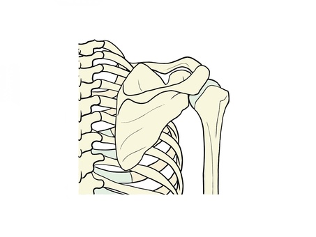 肩こり、首痛、ねこ背を引き起こす「肩甲骨」の位置