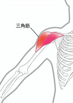 【やってみよう！筋力トレーニング！～サイドレイズ～】