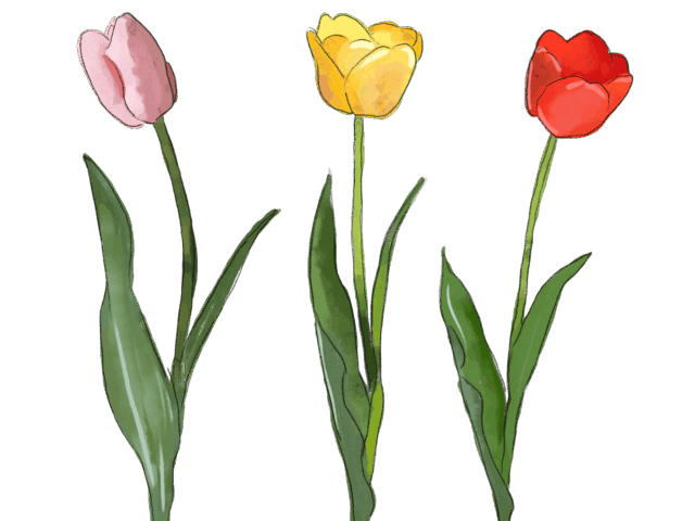 GWの休診日について🌷　